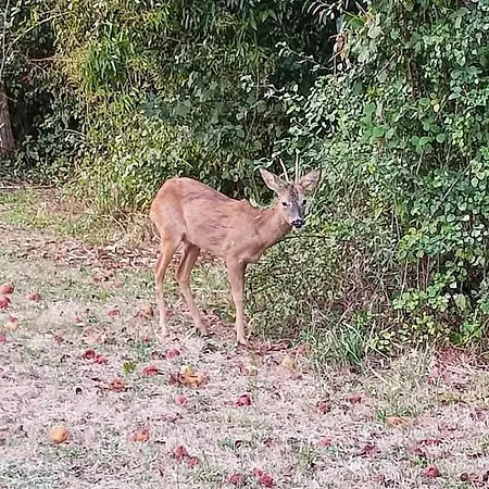 Apartment Printemps Quatre Saisons Bergerac