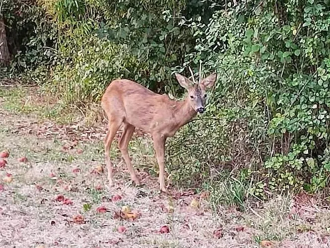 شقة Printemps Quatre Saisons برجراك
